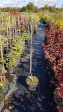 Amelanchier spicata /