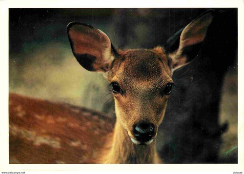 Carte postale animaux - postale,