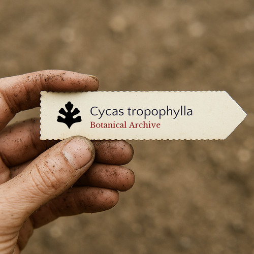 Cycas tropophylla ha long - cycas,