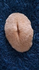 corail fungia