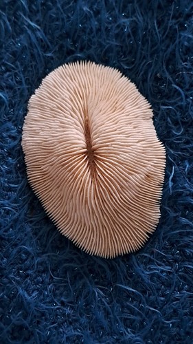 Corail fungia - corail,