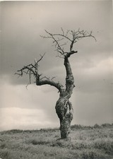 arbre 3 variations photo photographie v. 1960 nature paysage