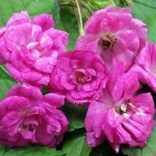 Lot De 25 Graines De Rosier Chinensis Angel Wing Fleurs ODORANT Vivaces,Seed