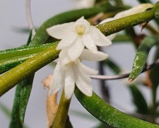 Angraecum subulatum