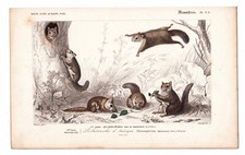 Polatouche Ecureuil Volant Flying Squirrel  Sciuropterus Americanus Traviès