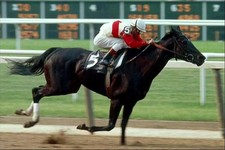Ruffian Mare 1970's Horse  4x6