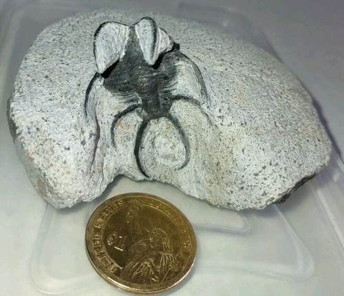 Rare fossil ceratarges - rare,
