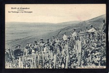 51 MOET ET CHANDON - Les Vendanges à AY CHAMPAGNE