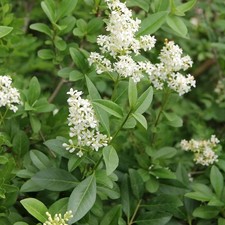 Ligustrum vulgare - Troène