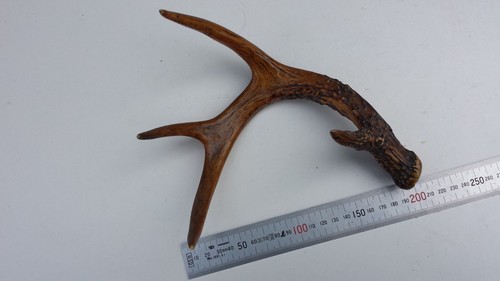 Ancien curieux bois - , de
