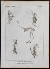 1825 - Squelette et muscles du cou d'oiseau - Gravure ancienne - Anatomie