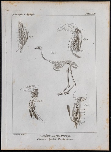 1825 squelette muscles - squelette, du