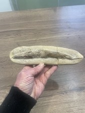 Poisson fossile Dapalis