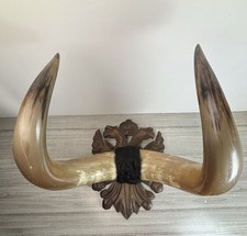 taxidermie Cabinet de curiosité Trophée Énorme Corne