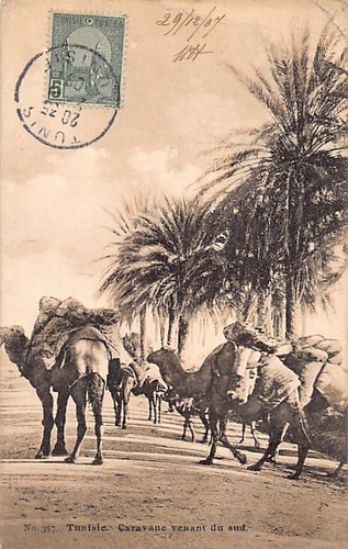 Tunisie caravane de - -, chameaux