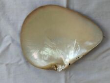 Rare Grande Coquille Pinctada