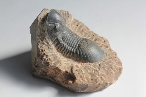 Fossile trilobite paralejurus - fossile,