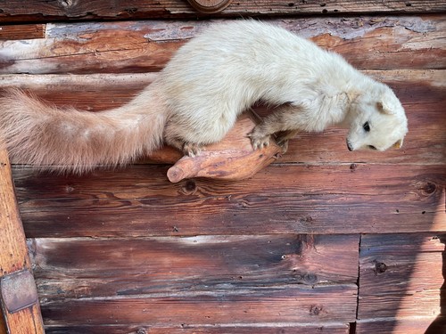 Taxidermie grosse fouine - grosse,