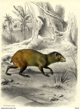 Histoire Naturelle Agouti Rat