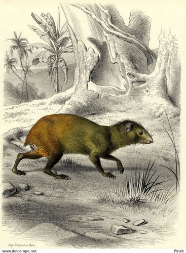 Histoire naturelle agouti rat - naturelle,