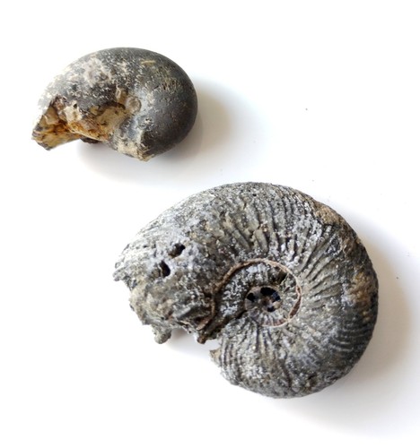 Lot ammonites hautes - lot, de
