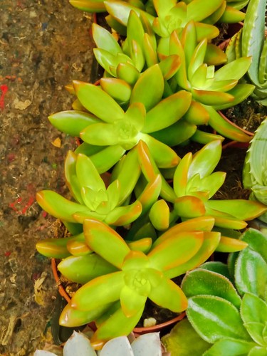 Sedum jaune cms plante avec - sedum,