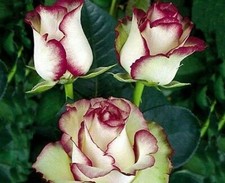 10x graine Rosier Grimpant BLANC + VIOLET / WHITE + PURPLE rosebush seeds Rose