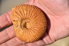 ammonite Mayaites aff. obesus oxfordien de Atsimo Andrefana Madagascar