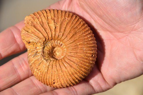 Ammonite pleurocephalites - ammonite,