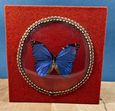 Cadre ancien papillon morpho