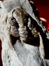 TRILOBITE DÉVONIEN DES ARDENNES , ASTEROPYGE