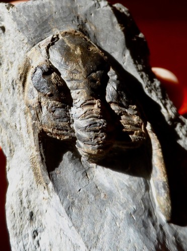 Trilobite dévonien des - trilobite,