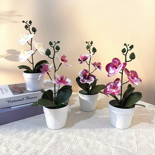 Phalaenopsis orchidée bonsaï - phalaenopsis,