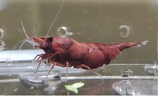 Lot de 20 Crevettes Red Sakura