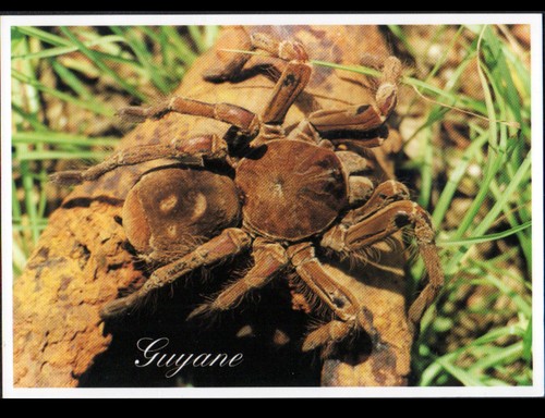 Faune - (guyane, française)