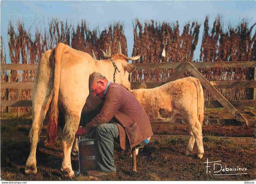 Carte postale animaux - carte,