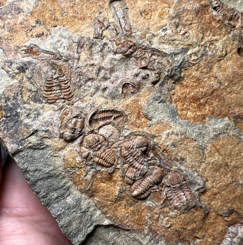 Agerina trilobite plate - agerina,
