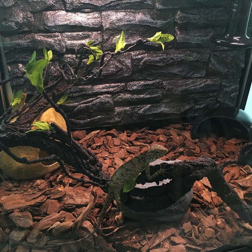 Gecko vines reptile - reptile, climbing