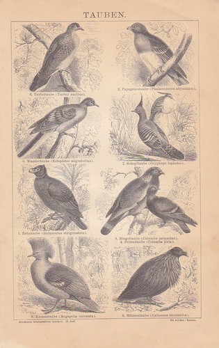Colombes pigeon ramier - pigeon,