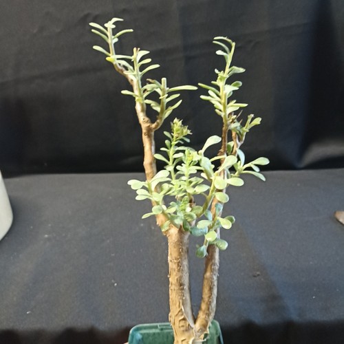 Sedum oxypetalum - sedum,