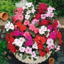 Click & Grow Impatiens (Busy