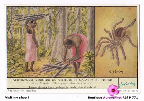 Maladies congo la mygale - maladies,
