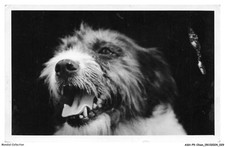 ASHP9-0533-CHIEN - PORTRAIT D'UN CHIEN QUI ABOIE