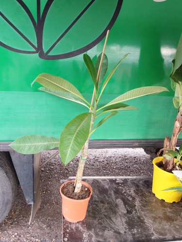 Plumeria une plante - , jeune.