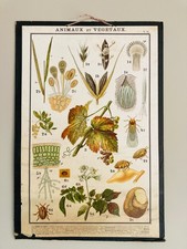 Ancienne affiche scolaire type Deyrolle: Animaux et végétaux