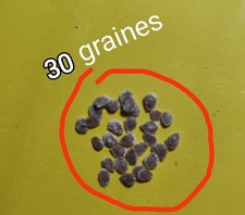 graines de tomates brin de