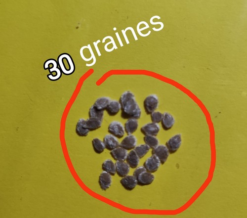 Graines tomates brin - graines,