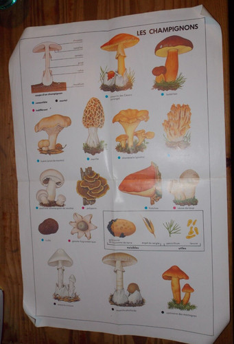 Affiche poster champignons - -,