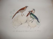A ENCADRER ! ANCIENNE GRAVURE