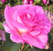 20 graines de Rosier grimpant couleur Rose 20x Pink Rose climbing rosebush seeds